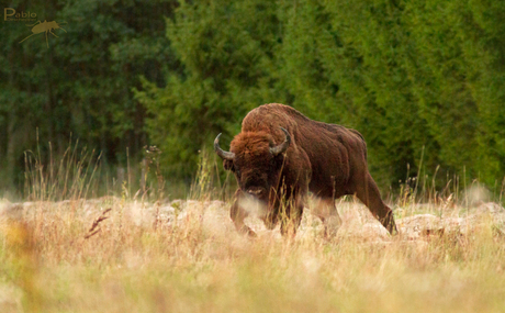 Europese bizonstier in de vrije natuur