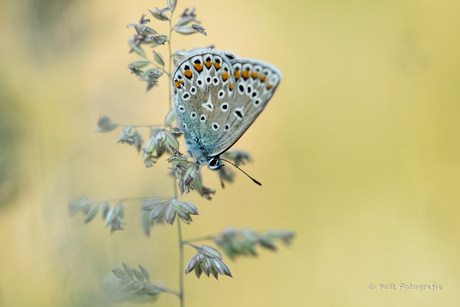 Gesloten Icarusblauwtje