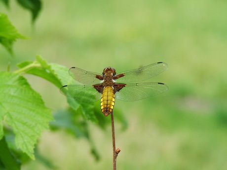 Libelle