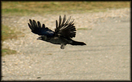 vogelvlucht