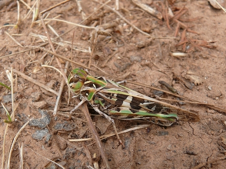 Oedaleus decorus