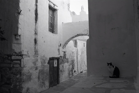 Greece cat
