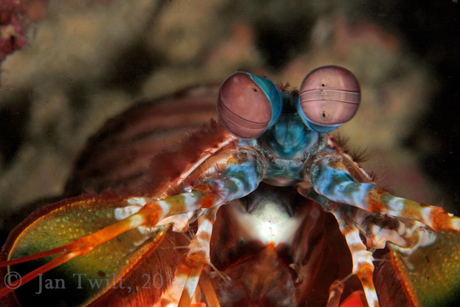 Mantisschrimp1.jpg