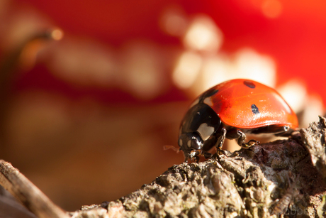 Voor een grote Paddestoel