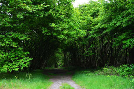 National Park Dwingelderveld 1