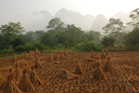 Rijstveld in het Karstgebergte, China