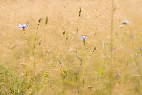 Korenbloemen?