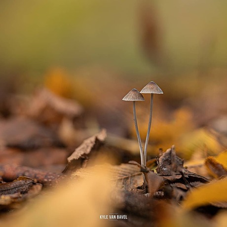 Samen in het bos