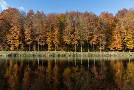 reflection of autumn colors