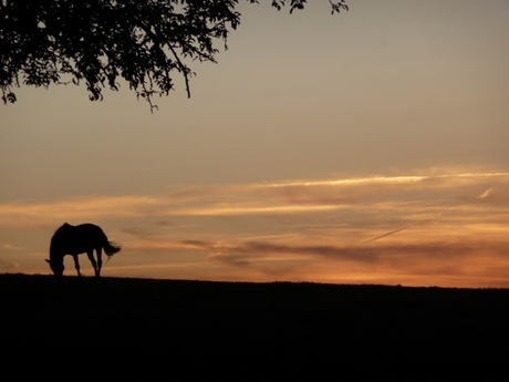 paard met zonsondergang