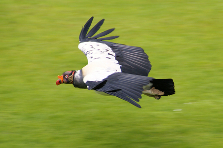 Gier in vogelvlucht