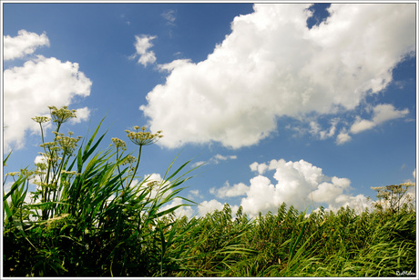 Wolken