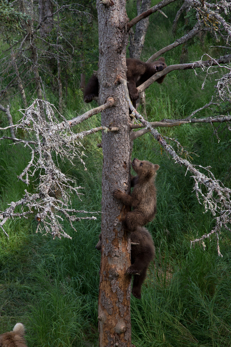 Drie jonge beren in de boom