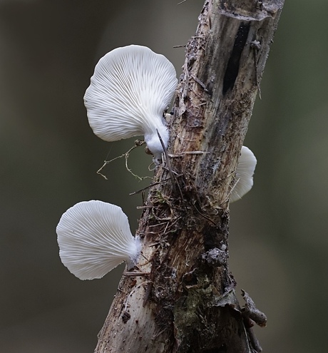 Wit Oorzwammetje (Crepidotus variabilis)