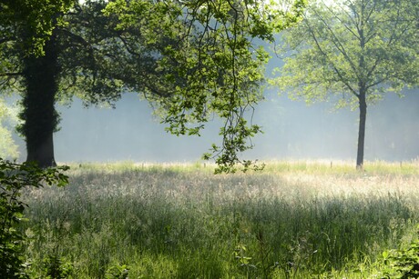 Speling van mist en zon