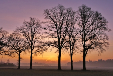 Mooie zonsopkomst (en bomen)