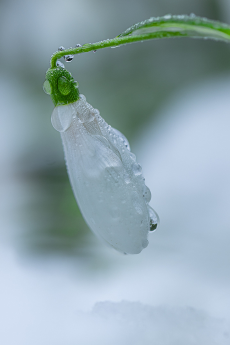 Sneeuwklokje in de sneeuw.