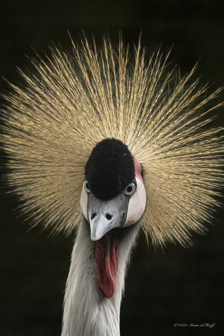 Portret grijze kroonkraanvogel 