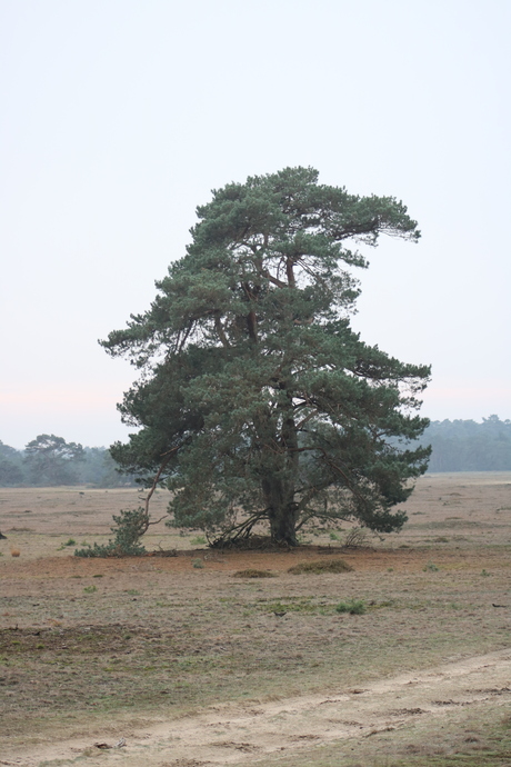 De bekende boom 