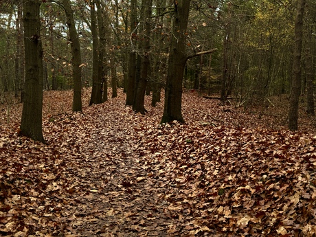 Herfst in Bornia