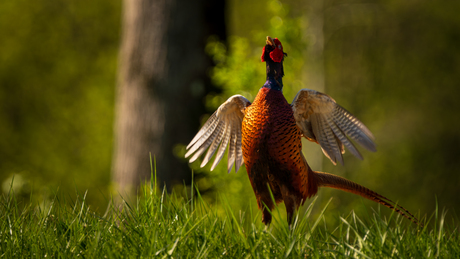 Spring is in the air!