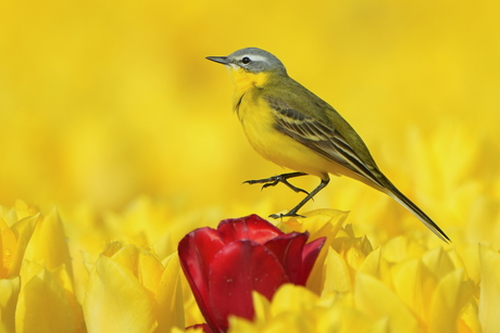 Gele kwikstaart op gele tulpen
