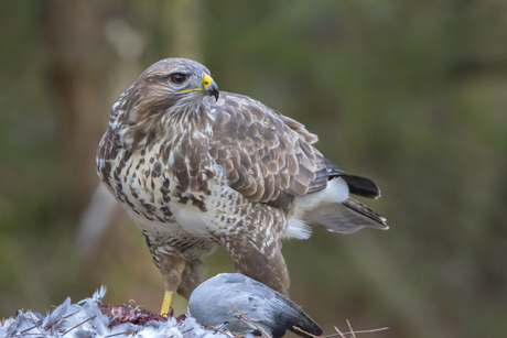 Buizerd