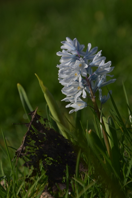 Witte oosterse sterhyacint