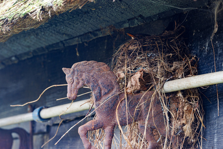 Moeder Merel stoort zich niet