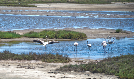 Flamingo's langs de weg - bijzonder als je opeens zo dichtbij de flamingo's staat.  - foto door sparks_zoom op 22-03-2023 - locatie: Agde, Frankrijk - deze foto bevat: flamingo, sparks, frankrijk, nikon corporation, nikon z 6_2, nikkor z 24-200mm f/4-6.3 vr, iso 140, diafragma ƒ/6.3, sluitertijd 1/500s, brandpuntafstand 200mm, water, vogel, ecoregio, plant, natuurlijk landschap, meer, lichaam van water, bek, bank, getijdenmoeras