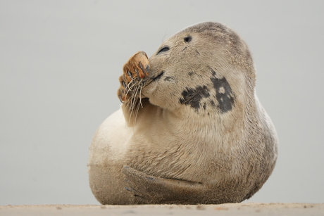 Beetje verlegen zeehondje