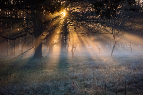 Lijkt wel een sprookjesbos...