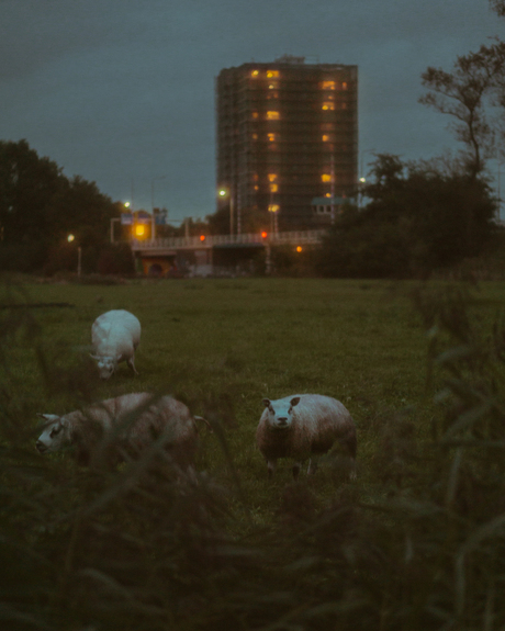 Schapen in de buitenwijk