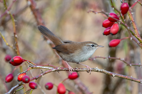 Cetti's zanger