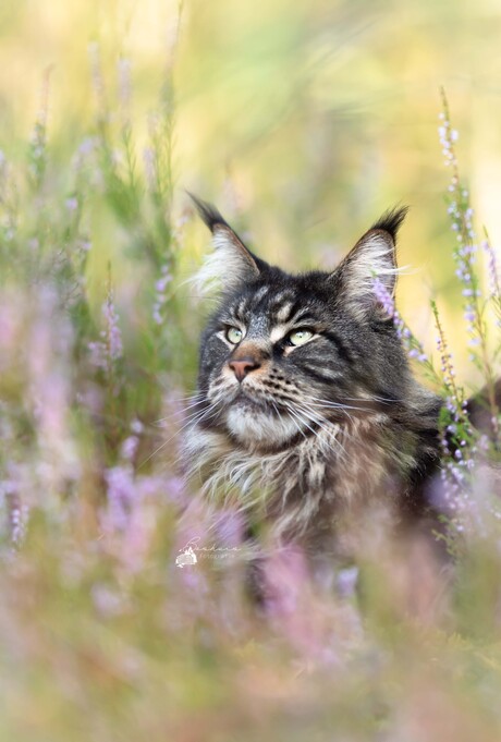 Maine Coon in de heide