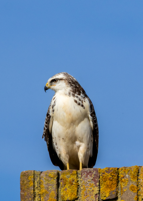 Buizerd