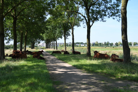 Lekker in de schaduw en het koele gras