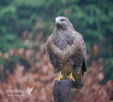 De buizerd.