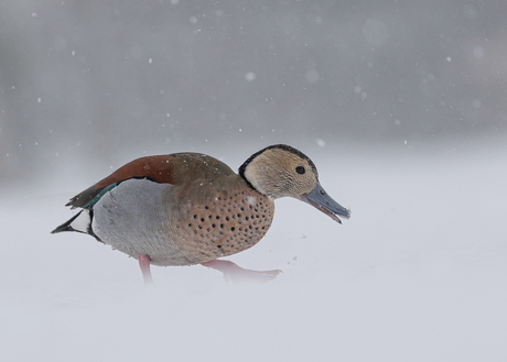 Ringtaling in de sneeuw.