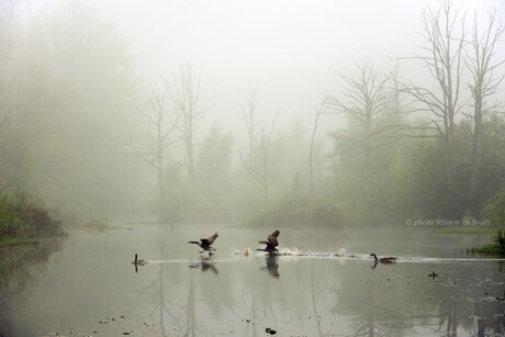 Mist bij het oude moeras 