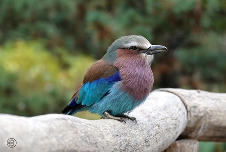 Vorkstaartscharrelaar