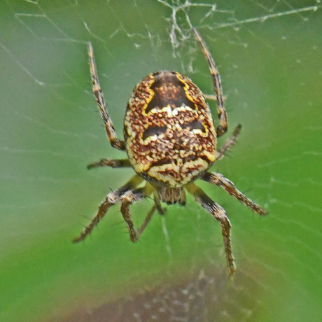 Maskerspinnetje