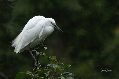 Kleine zilver reiger 