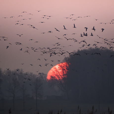 Münsterland