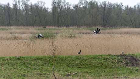Gaan we vliegen of wandelen