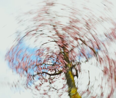 Bloesem aan de bomen