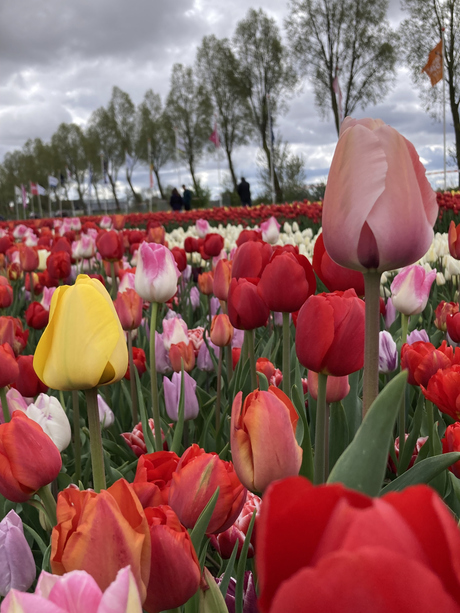 Verdwaalde tulp