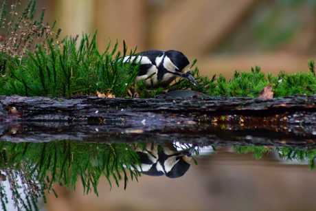 Spiegeltje spiegeltje aan de wand