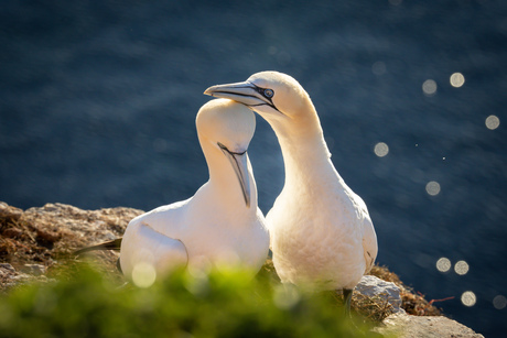 Jan-van-genten paartje