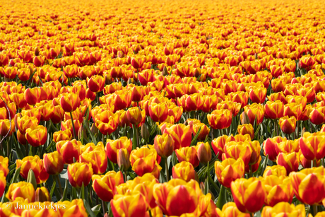 Tulpenveld